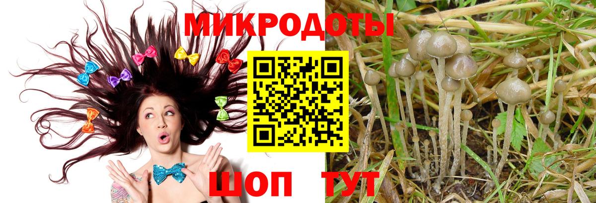 Псилоцибиновые грибы Cubensis Всеволожск